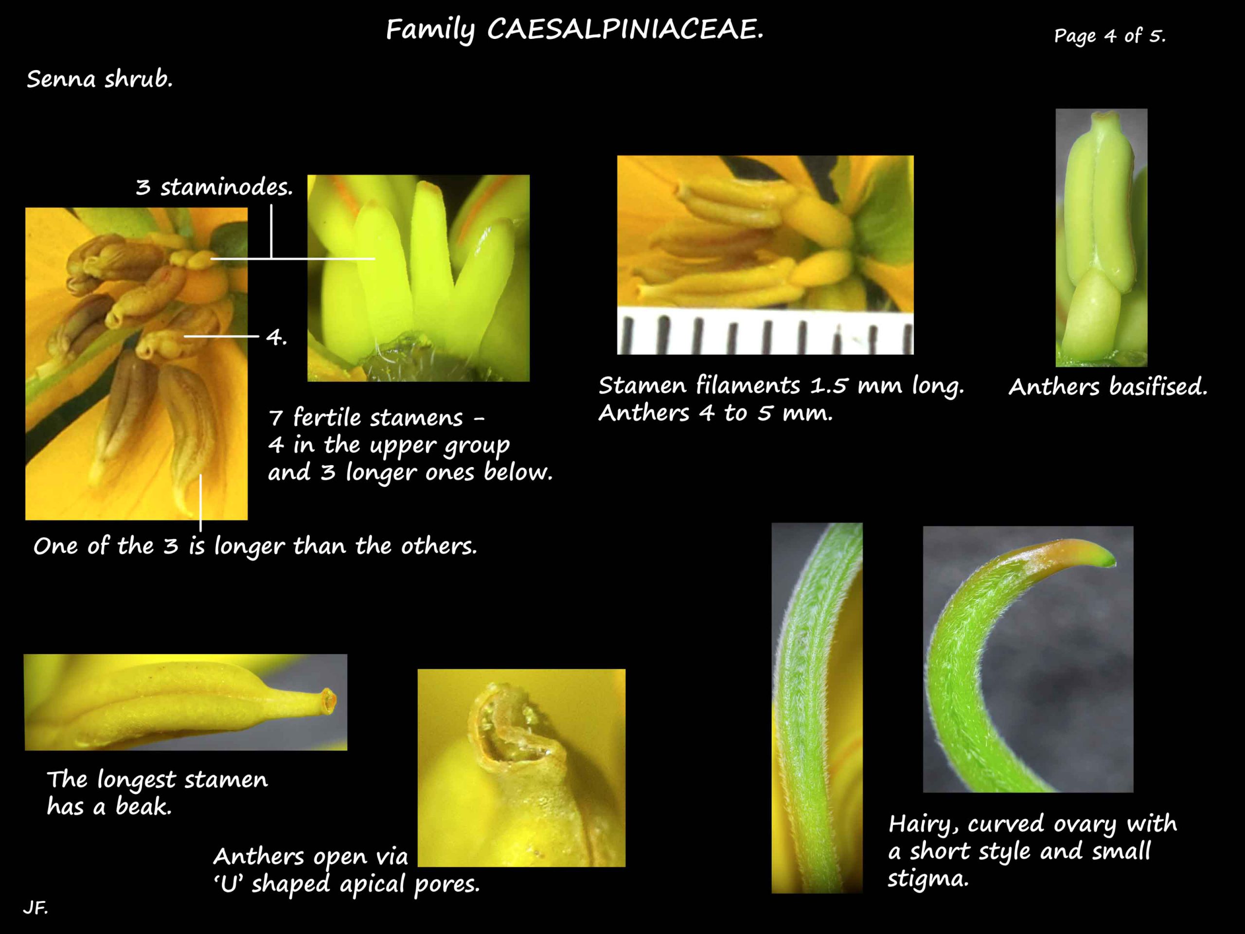 4 Senna shrub stamens & ovary